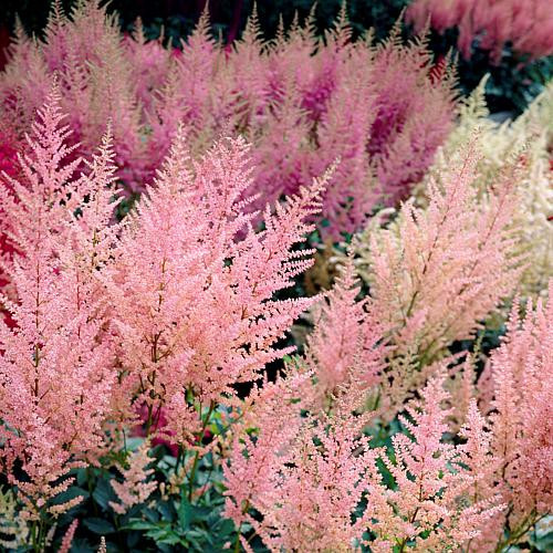 Van Zyverden Everchanging Peaches and Cream Astilbe - Set of 5 Roots | HSN