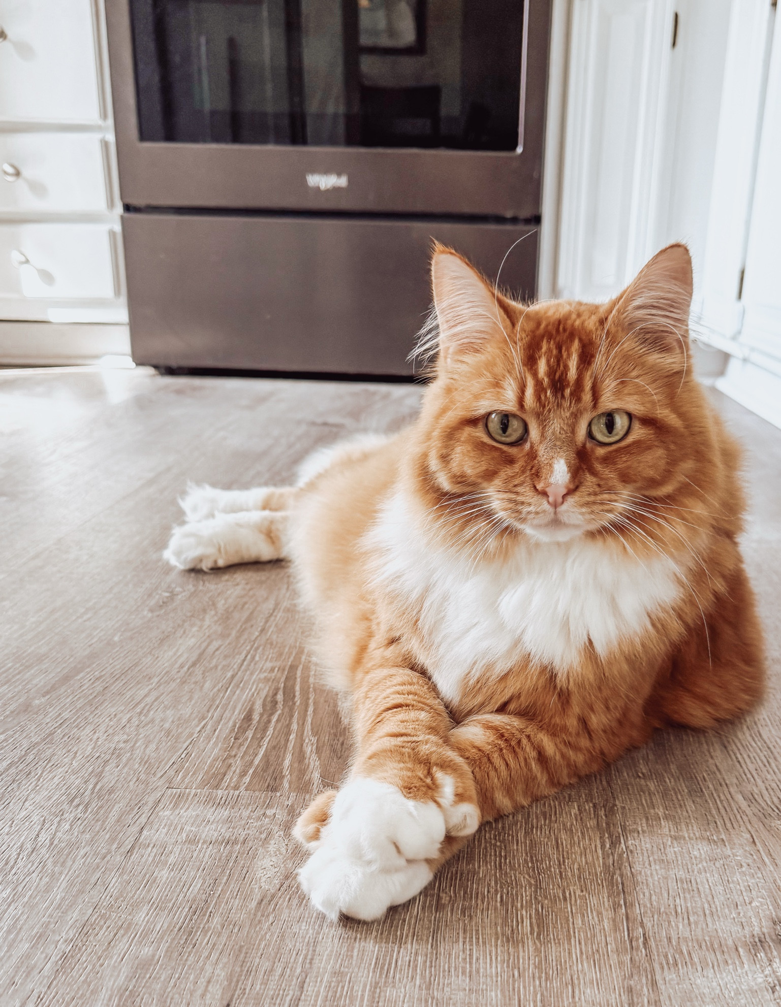 My Majestic kitty! 
Here are some of my favorite cat essentials 

#LTKPets #LTKFamily 

#LTKHome
