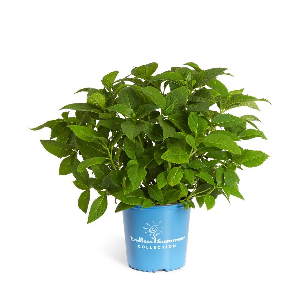Brighter Blooms 2 Gal. Flowering Endless Summer Hydrangea Shrub | The Home Depot