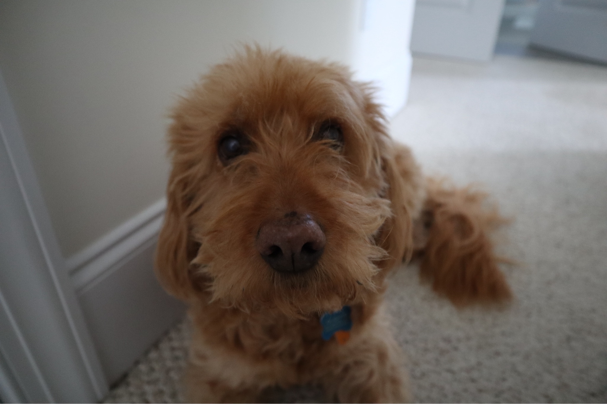 just got my new camera and I’m hooked📸 featuring: my muse, sophie🐾

#LTKtravel #LTKGiftGuide #LTKhome