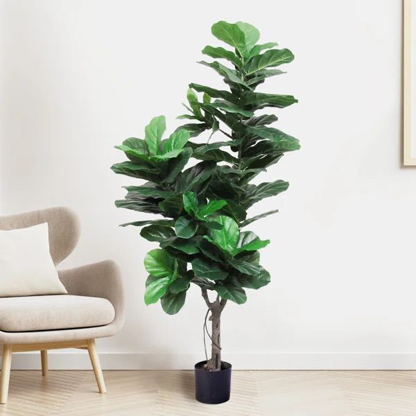 Deluxe 6' Fiddle Leaf Fig Tree in Planter | Wayfair Professional