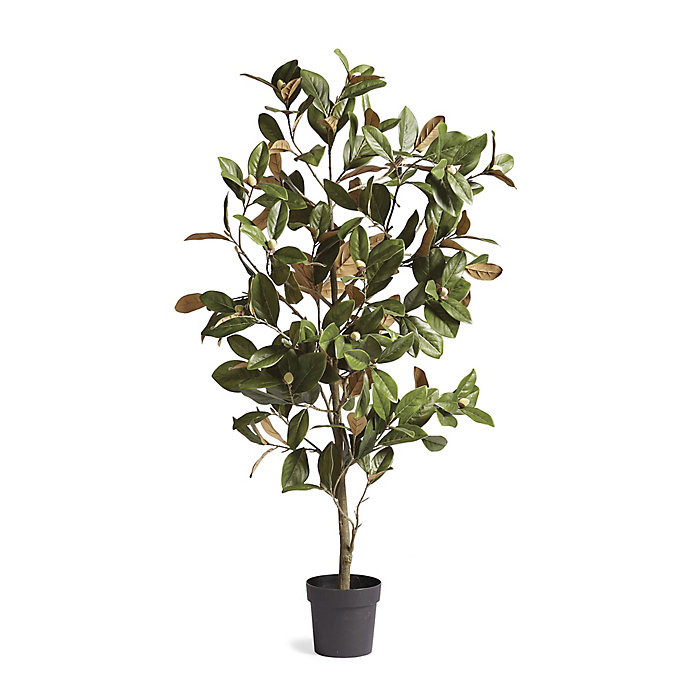 Indoor/Outdoor Magnolia Tree | Frontgate | Frontgate