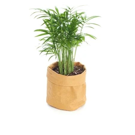 Home Botanicals Live 4"" Chamaedorea elegans 'Neanthe Bella Palm' in Kraft Pot -House Plant- Air Pur | Walmart (US)