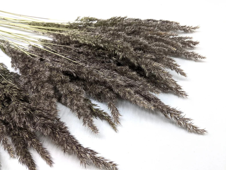 Pampas Grass Gray Pampas Grass Dried Small Pampas Grass - Etsy | Etsy (US)