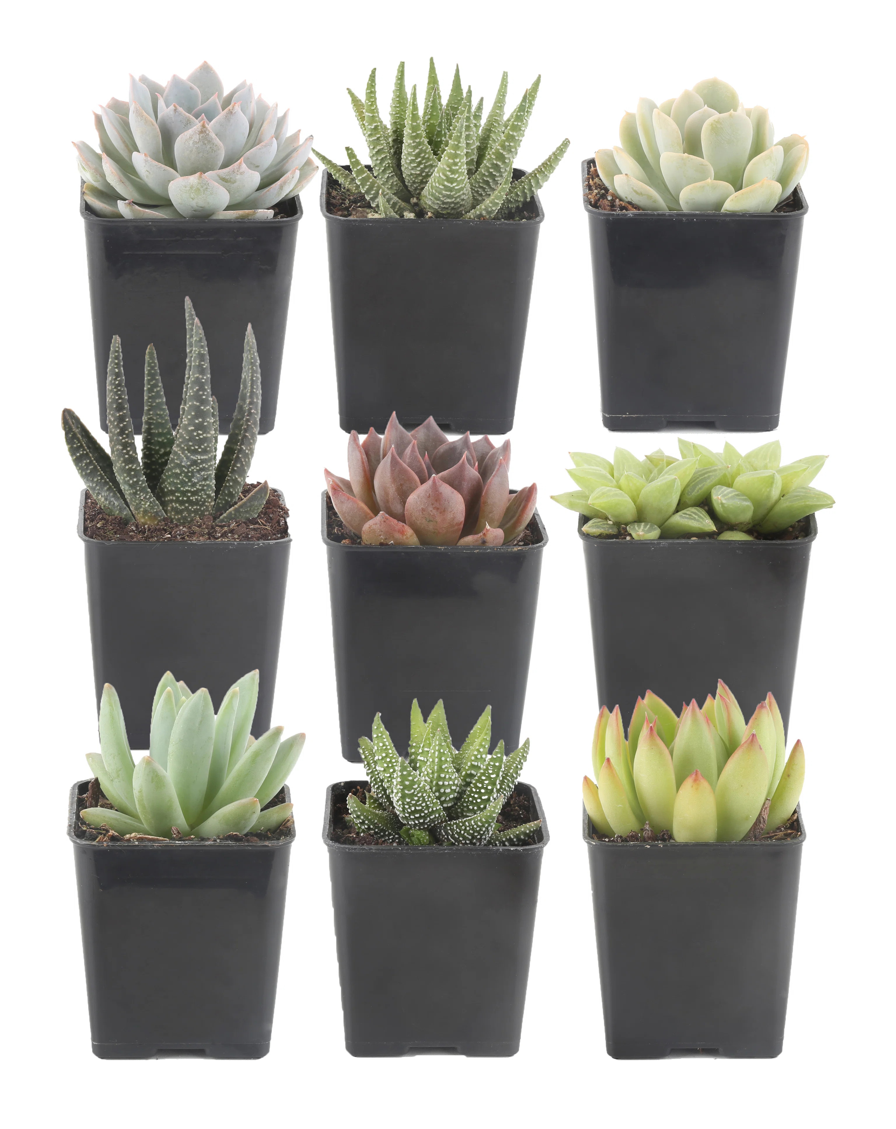 Costa Farms Indoor 9 Assorted Succulents House Plant in 2.5-inch Grow Pot | Wayfair North America