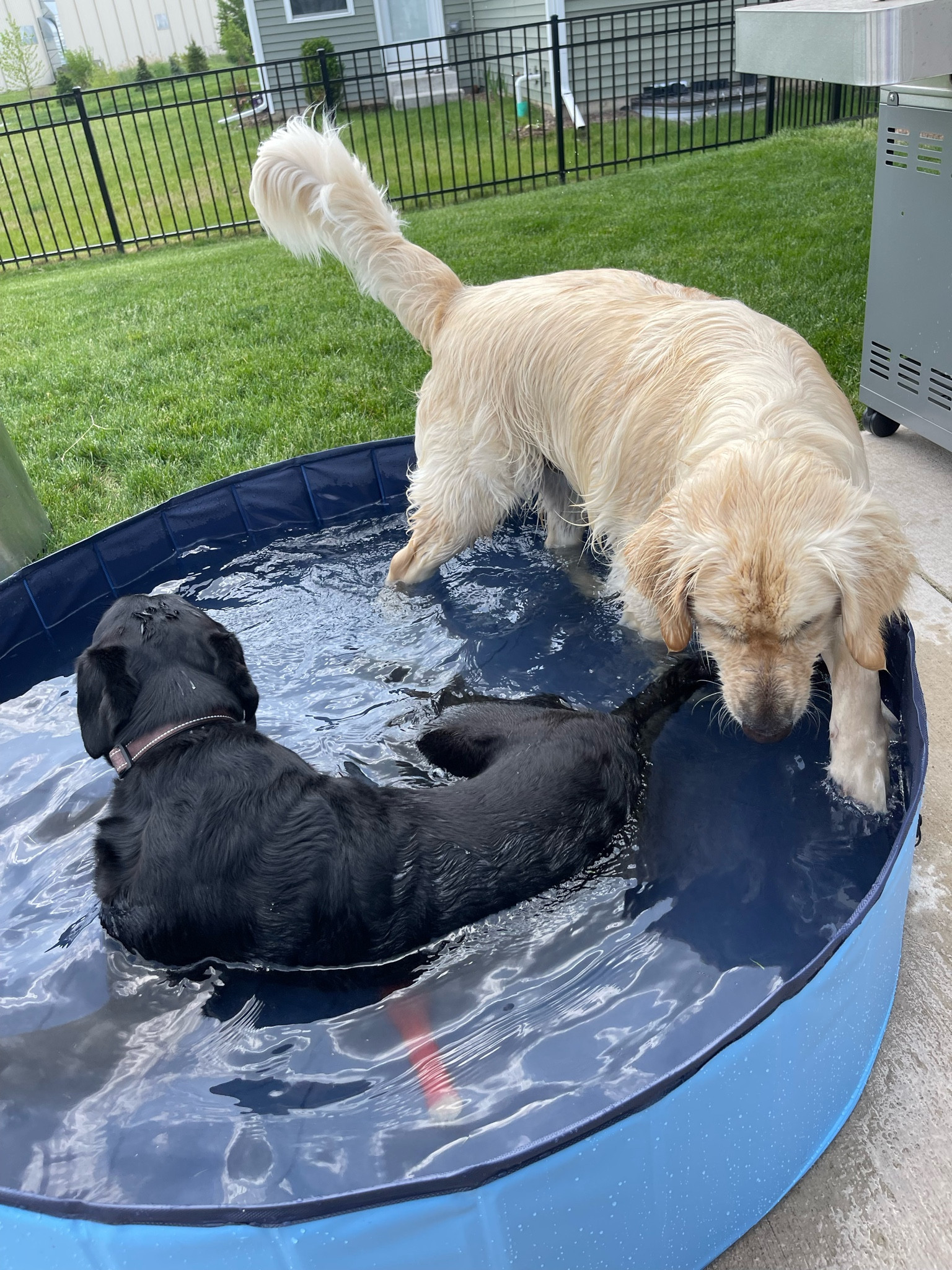 XL Amazon dog pool 🩵