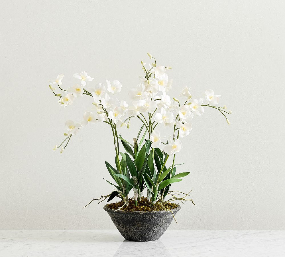 Faux Composed Orchid | Pottery Barn (US)