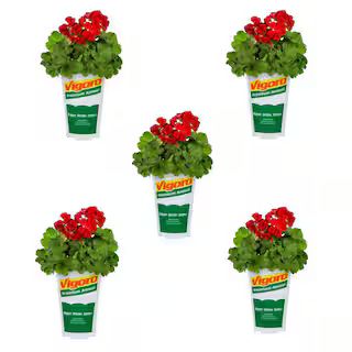 1.5 Pt. Red Geranium Annual Plant (5-Pack) | The Home Depot