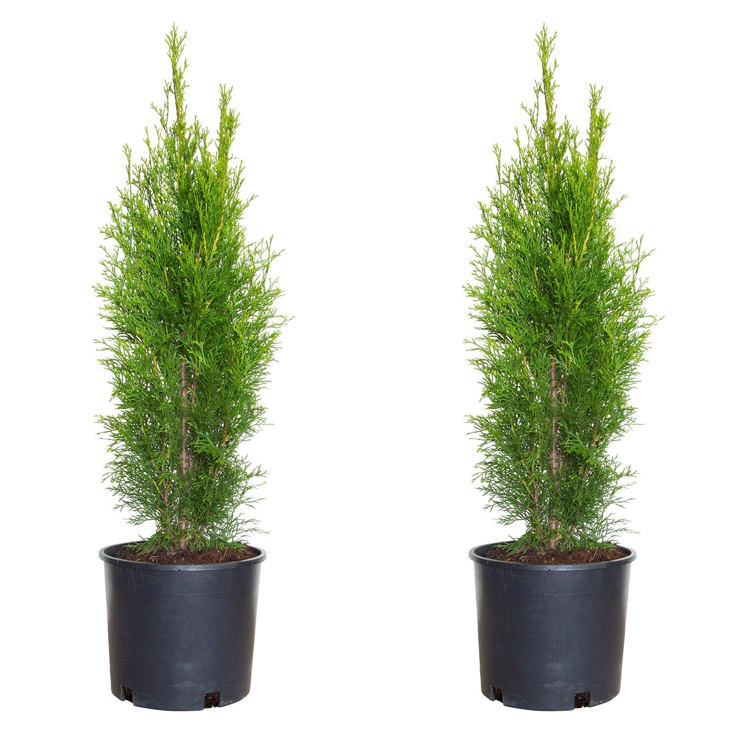 2.5-Gallon (s) Screening Emerald Green Arborvitae (2-Pack) In Pot (With Soil) | Lowe's