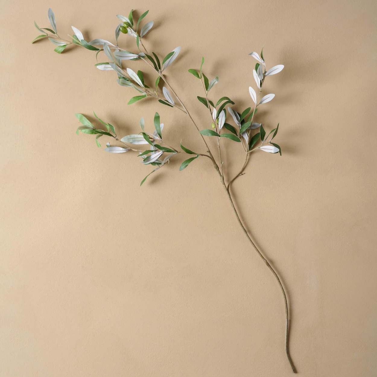 Olive Stem | Magnolia