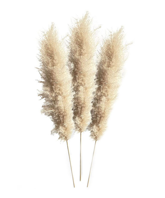 Honeycomb Co. Floral Cream - Cream & Beige Preserved Pampas Grass Stem - Set of Three | Zulily