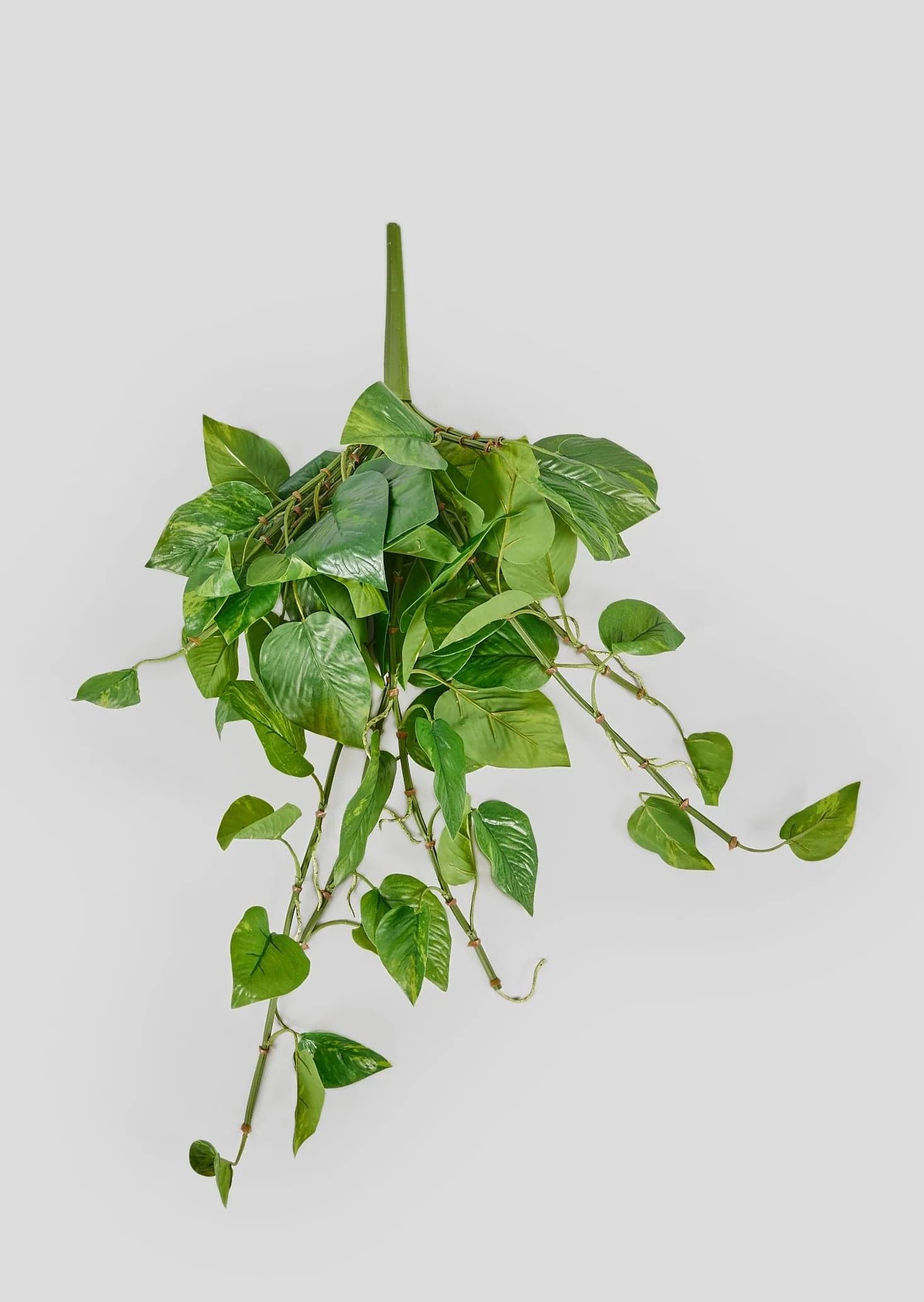 Real Touch Artificial Pothos | Fake Plants at Afloral | Afloral