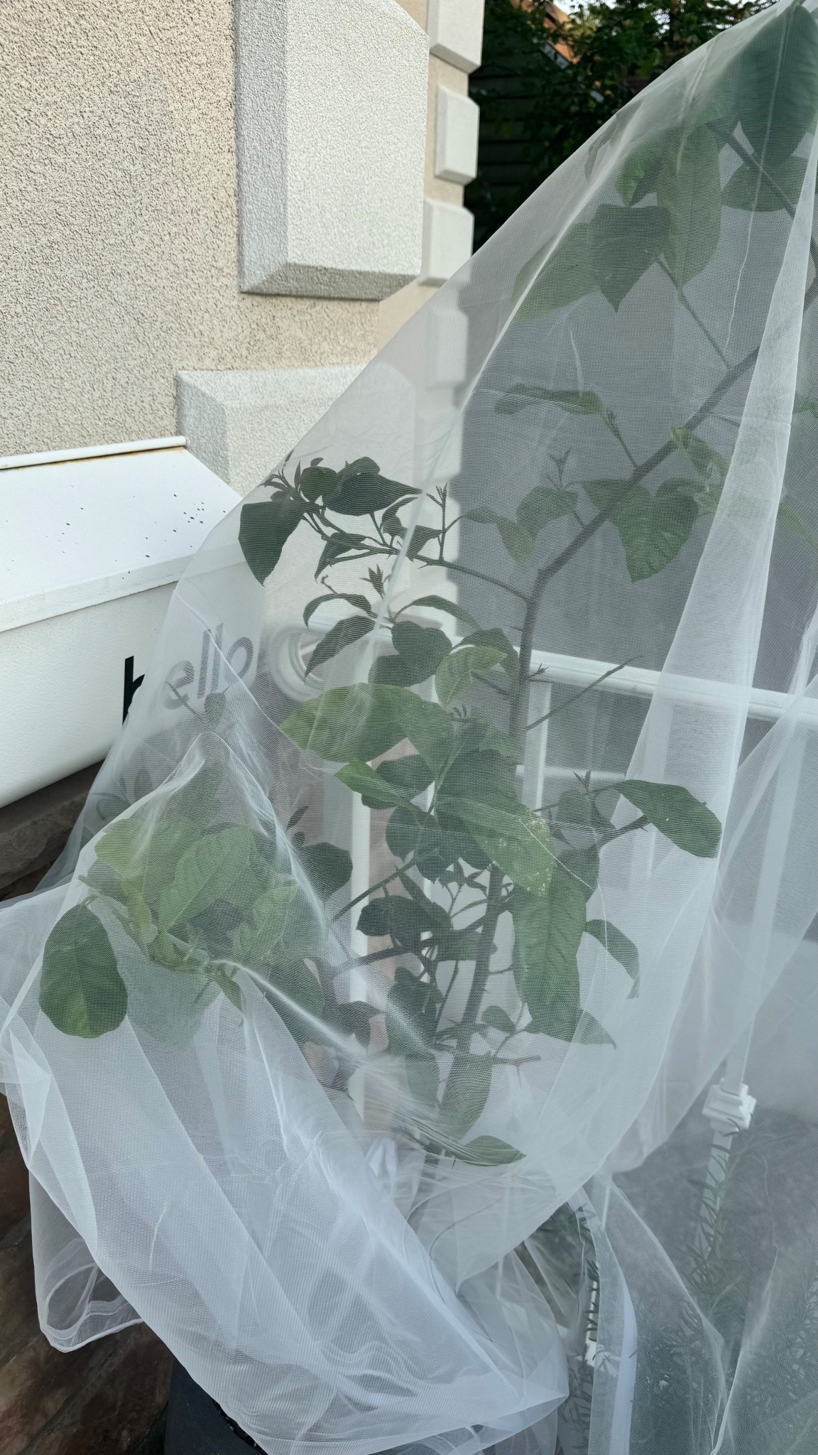 Waited 5 years for lemons and the damn birds took the buds.  I had to put a netting over the lemon tree but I don’t see any new buds yet.  

The net I have draped over it has a drawstring and zipper on the bottom so it’s perfect for trees and bushes.  

#gardenhacks #outdoorfinds

#LTKFindsUnder50 #LTKHome