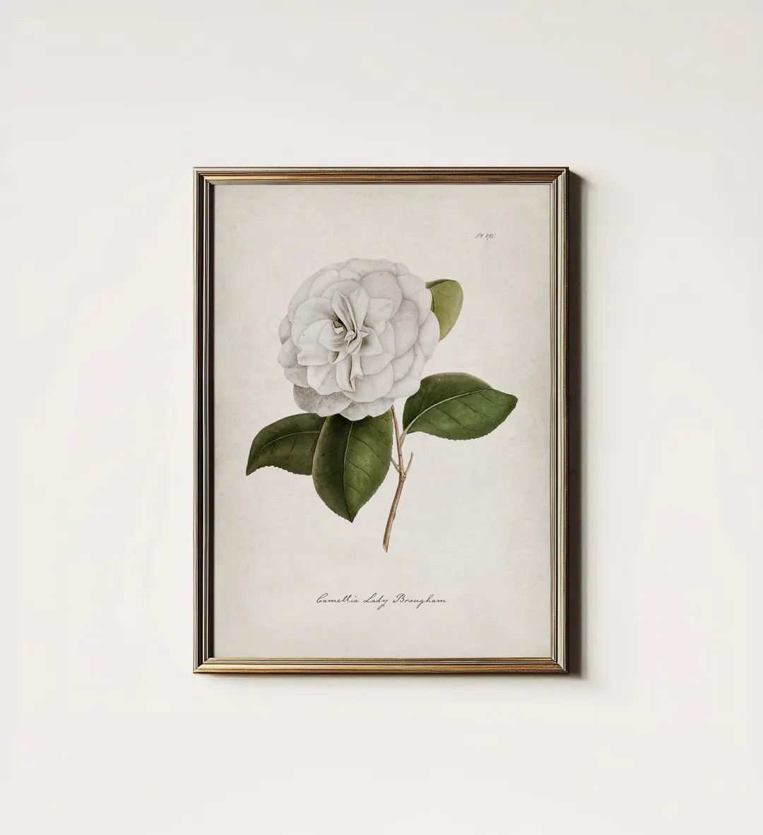 White Flower Botanical Farmhouse Art Print (Digital PRINTABLE Download) 8-62 | Etsy (US)