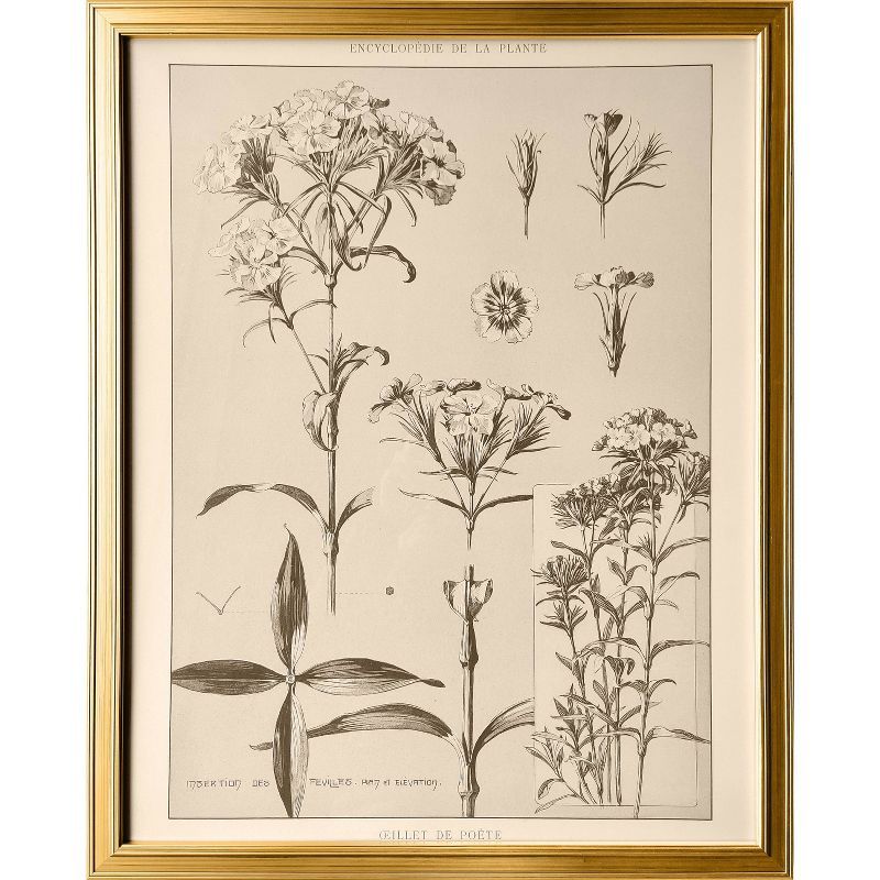 24" x 30" Botanical Sketch Framed Wall Art - Hearth & Hand™ with Magnolia | Target