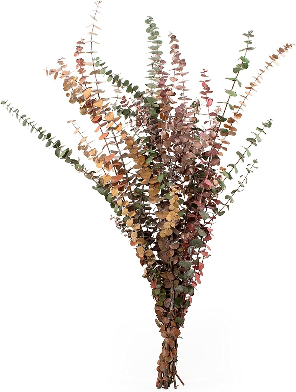 De La Terre Multicolor Baby Eucalyptus Preserved Large Bundle 1 LB | Amazon (US)