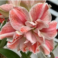 Fresh Amaryllis Bulbs, Hippeastrum Bulbs Flower, Bonsai Barbados Lily, Potted Gift Mom, Birthday | Etsy (US)