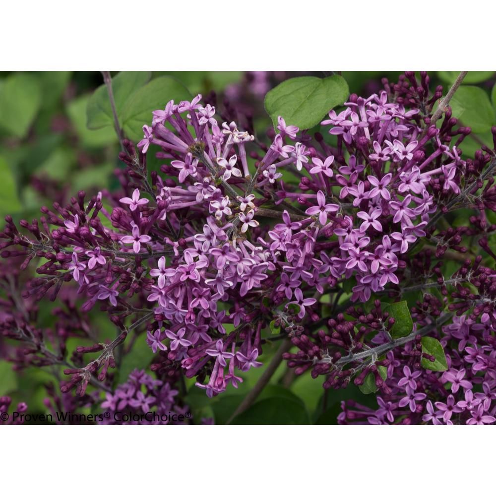 PROVEN WINNERS 3 Gal. Bloomerang Dark Purple Reblooming Lilac (Syringa) Live Shrub, Purple Flowers | The Home Depot