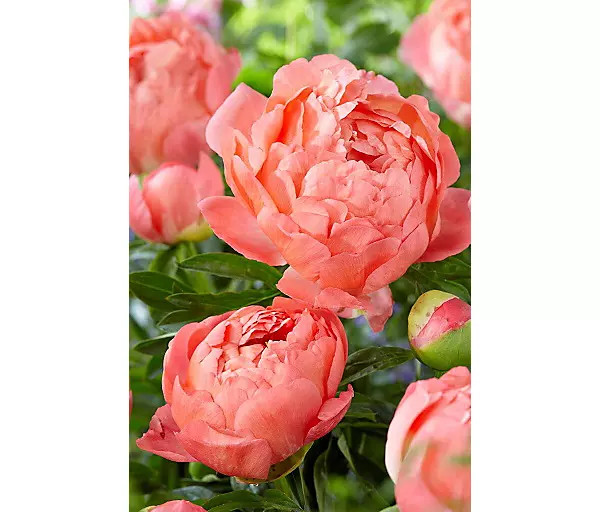 Peony ‘Coral Sunset’ Tuber | Terrain