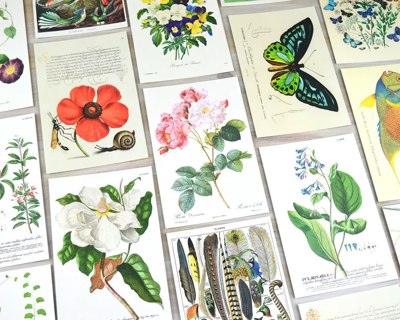 Postcard Set, 20 Vintage Botanical Designs, Natural History Postcards, Postcrossing, Penpal or Ju... | Etsy (US)