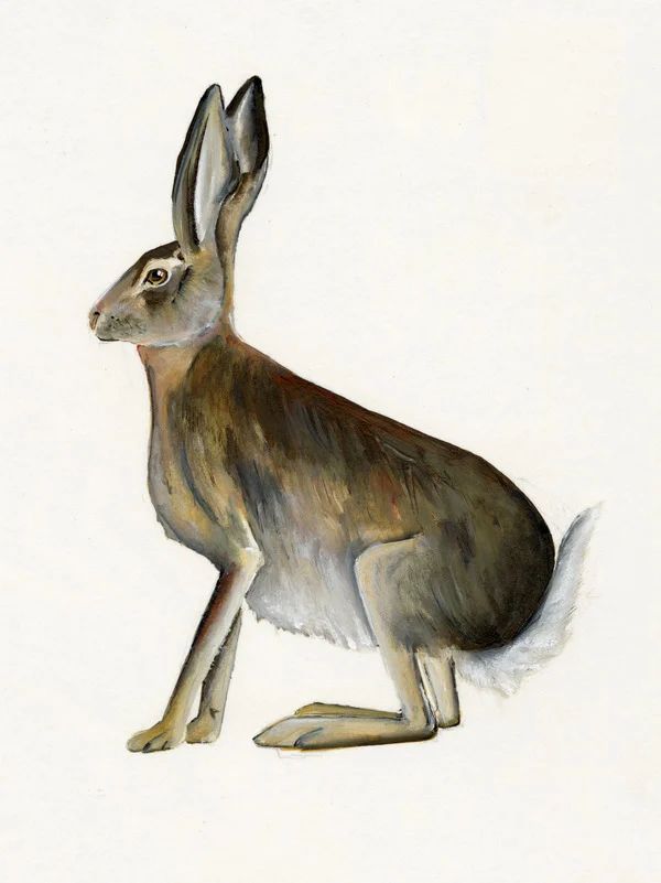 Hare | Artfully Walls