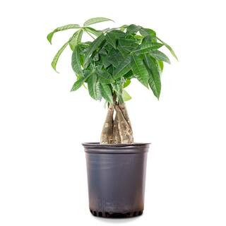 Money Tree Plant in 5 in. Grower's Pot | The Home Depot