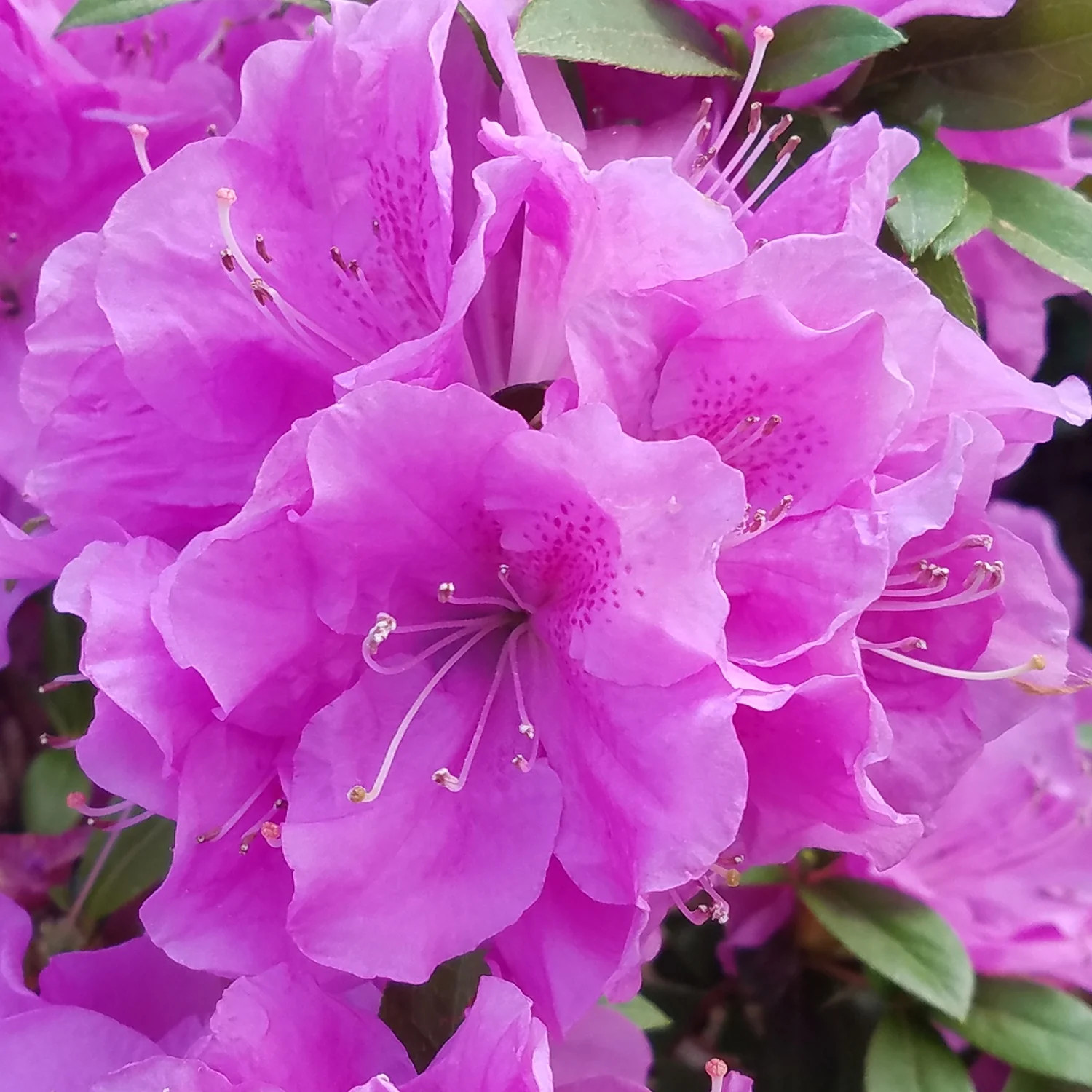 Encore Azalea Autumn Lilac (1 Gallon) Purple Flowering Shrub - Full Sun Live Outdoor Plant | Walmart (US)