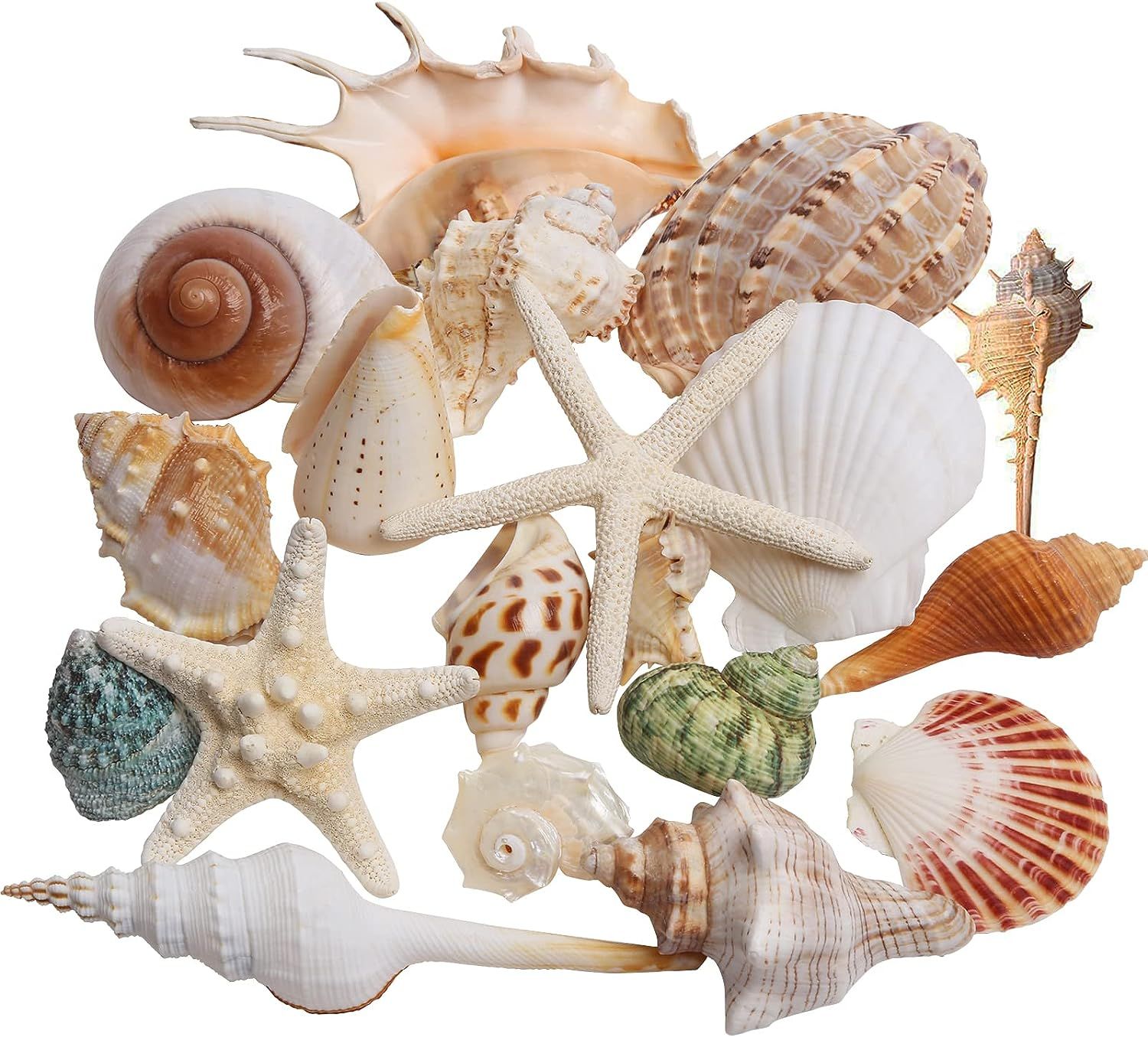 JQAQJU Large Sea Shells 20PCS for Decorating Mixed Beach Seashells Starfish Conch for Beach Party... | Amazon (US)