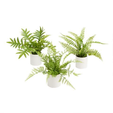 Mini Faux Ferns in Ceramic Pots Set of 3 | World Market