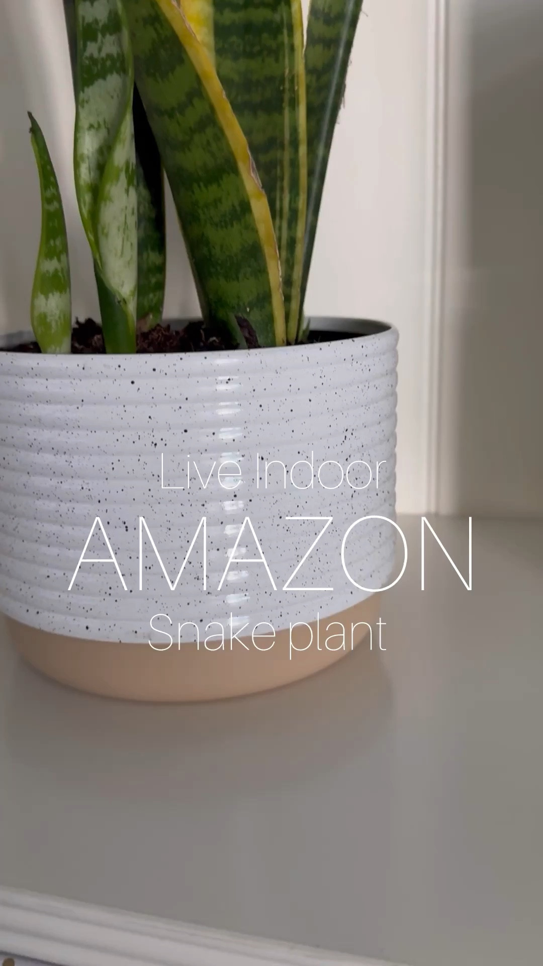 I keep this live indoor Snake Plant in my office. It’s so easy to take care of and so cute and it’s from Amazon! Several sizes available. 

Office decor 
Office essentials 
Indoor plants 
Faux plants
Live plants
Plants for the home 

#LTKHome #LTKWatchNow