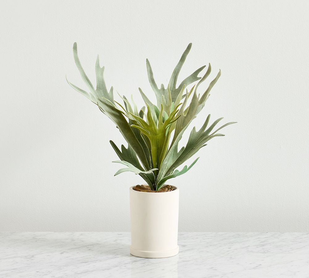 Faux Potted Staghorn Fern | Pottery Barn (US)