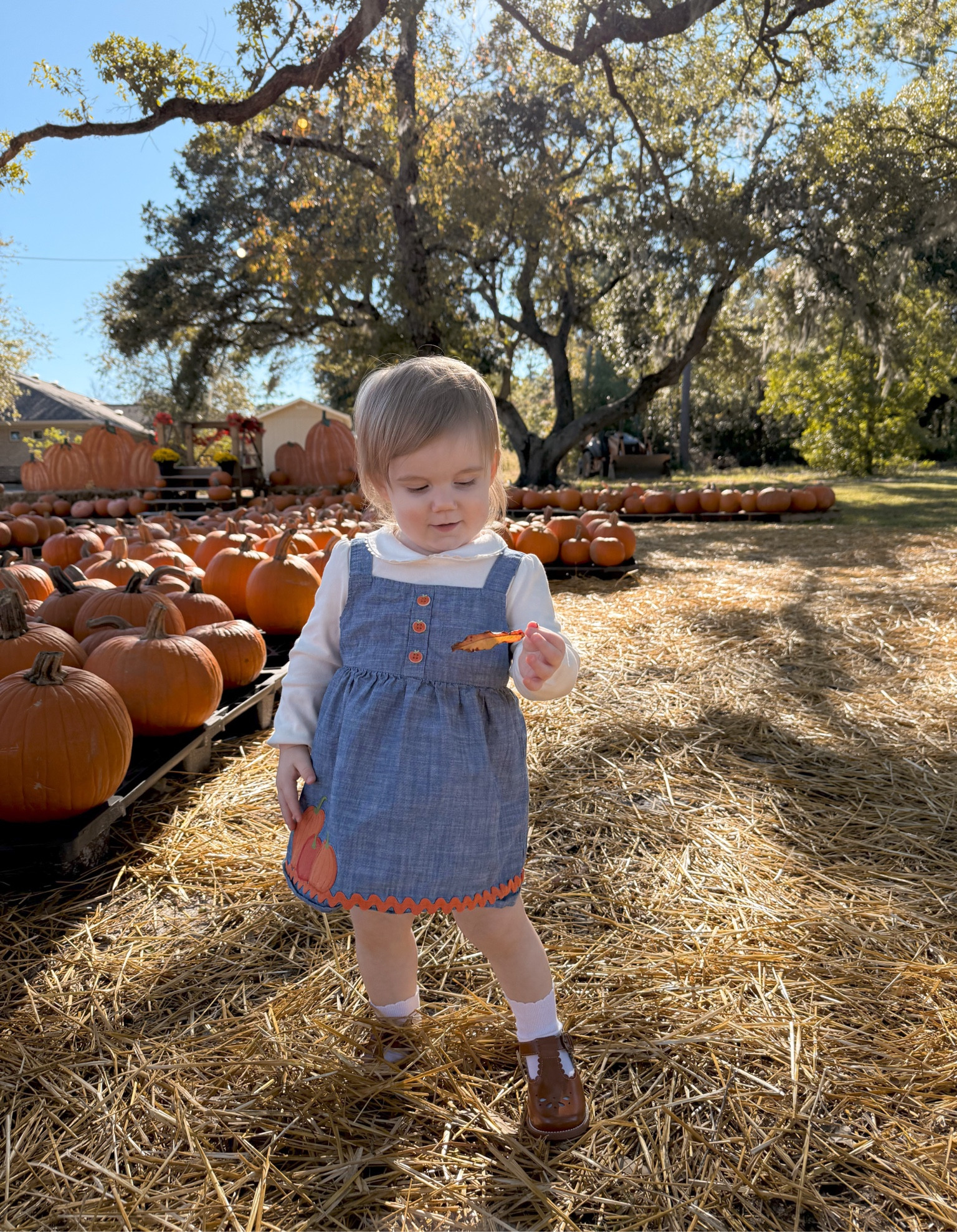 Pumpkin patch look for toddler girl !   The denim dress is currently on sale 

#LTKFamily #LTKKids #LTKBaby