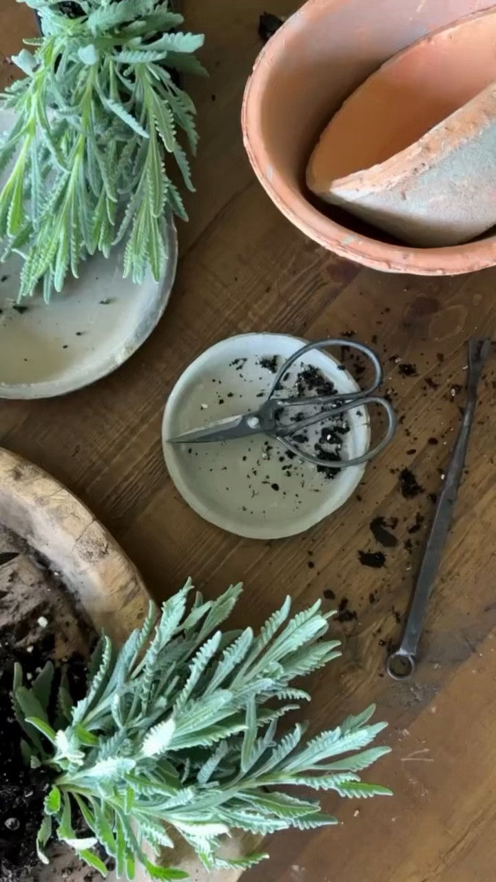 Ready to get your hands dirty but don’t know where to start? 🪴 Container gardens are an easy, affordable way to refresh the front porch or patio. Grab our iron tools and a few terracotta pots to fill with spring-blooming bulbs and annuals, and keep them refreshed with our pretty glass mister. Find it all in the Garden Collection next week!
1w

#LTKSeasonal #LTKhome