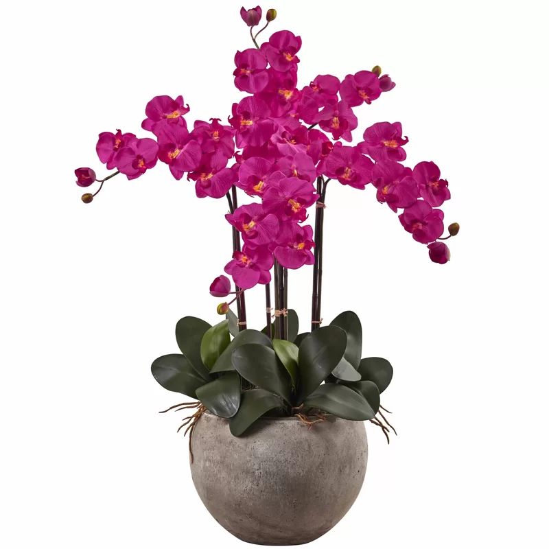 Phalaenopsis Orchid Arrangement in Bowl | Wayfair North America