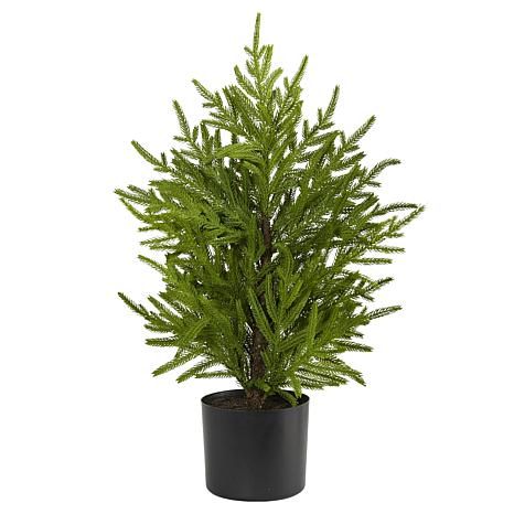 2 ft. Norfolk Island Pine Natural Look Artificial Tree in Decorative Planter - 9828085 | HSN | HSN