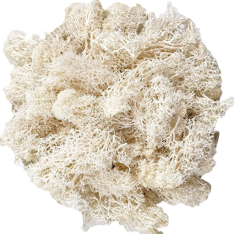 Moss Preserved Natural Fresh Green Moss for Craft Arts Floral Projects, Wall Decor, Table Decor, ... | Amazon (US)