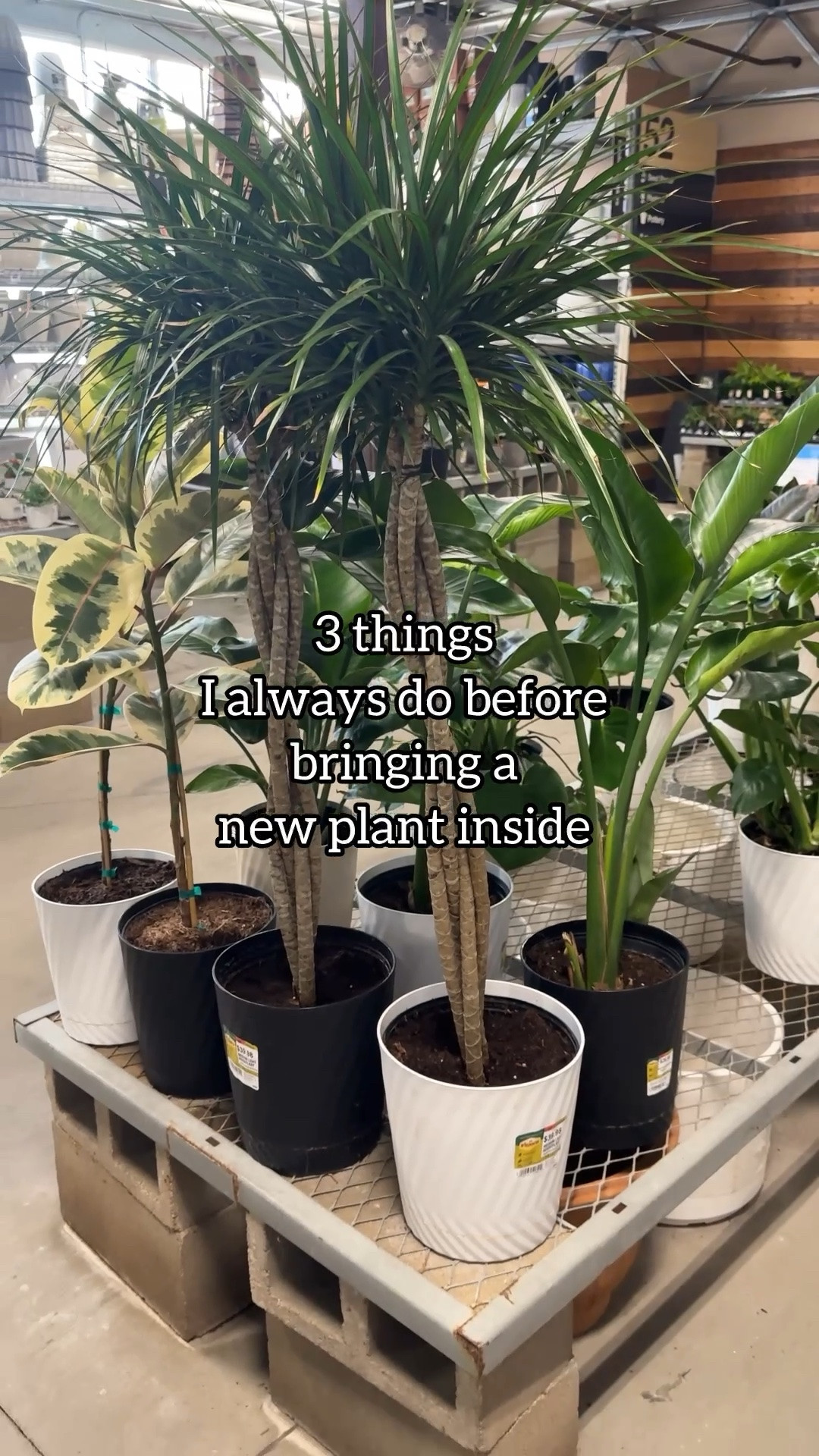 New plant = immediate action 😬 Especially when it’s a Dracaena Marginata.

Here’s how I handle it:
• The plant goes outside and stays separate from the rest of my collection
• I soak the root ball to flush out anything hiding in the pot
• I mist the leaves with a Dr. Bronner’s mix to remove residue and discourage pests
• I finish by watering with biological mosquito control, which breaks the fungus gnat life cycle in the soil

Dr. Bronner’s spray recipe:
¼–½ tsp Dr. Bronner’s
• 1 quart (4 cups) water

Comment BUG if you would like the links 🐛

fungus gnats on houseplants | how to get rid of gnats in plants | plant pest control | indoor plant care tips | houseplant bugs
#houseplantcare #plantpests #fungusgnats #planttips #plantmom

#LTKMothersDay #LTKHome #LTKOver40