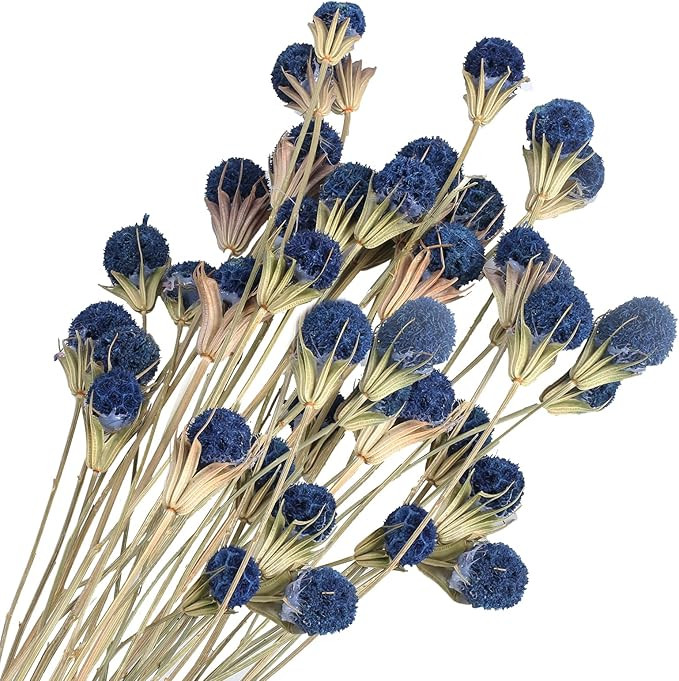 XHXSTORE 40 Pcs Natural Dried Flowers Bouquet Bulk Blue Dried Craspedia Billy Button Balls Flower... | Amazon (US)
