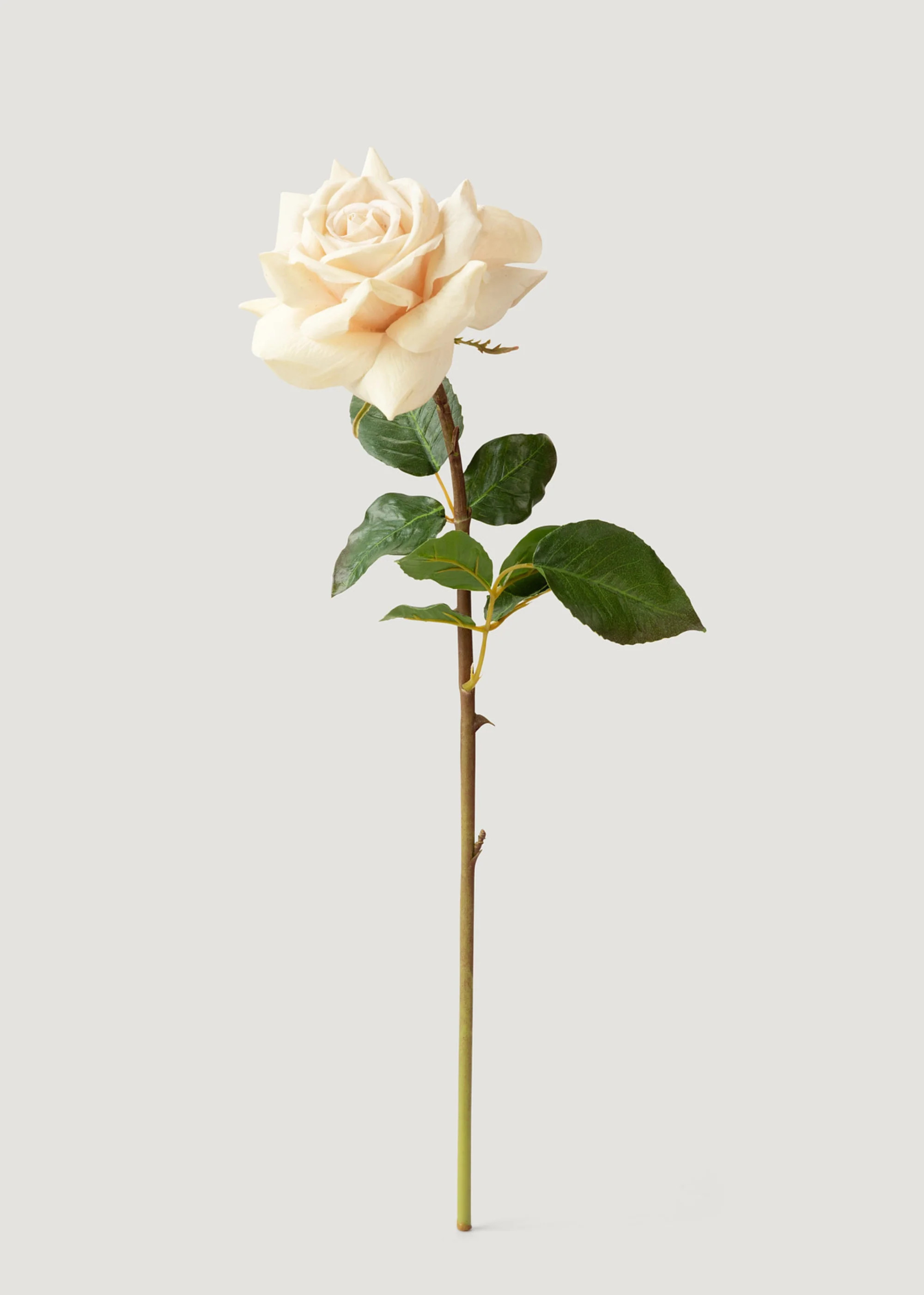 Beige Real Touch Duchess Rose Fake Flower - 20 | Afloral