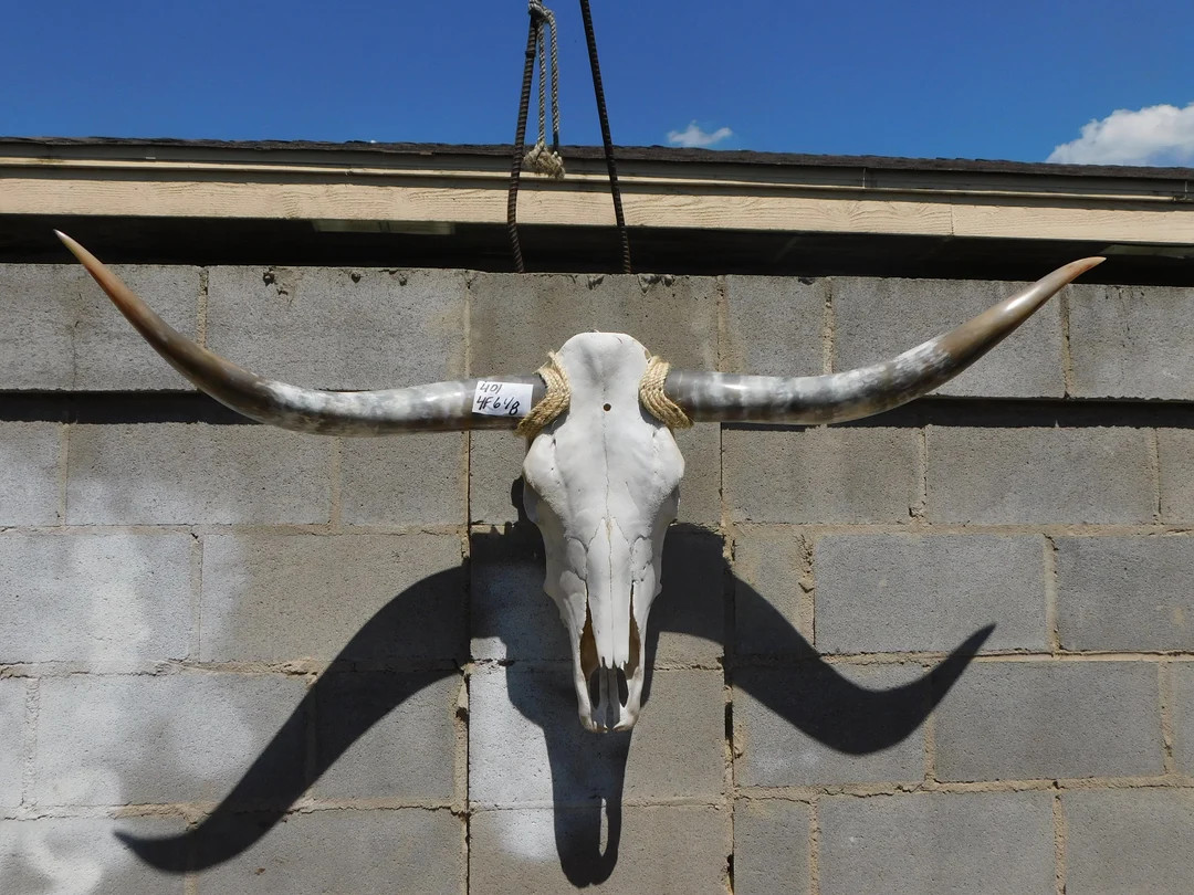 STEER Cow Texas Skull With Large Polished Horns 401 - Etsy | Etsy (US)