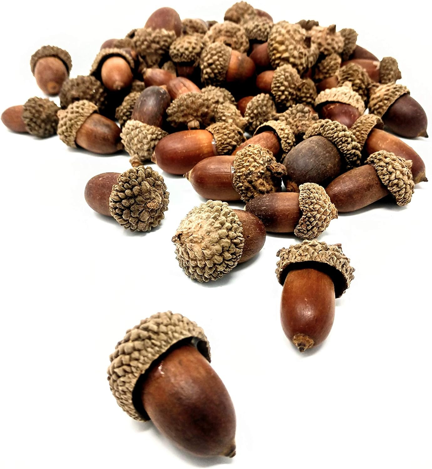 R.E.C. Acorns for Crafts - Decorations - Centerpieces - Half Pound Acorns and Caps! | Amazon (US)