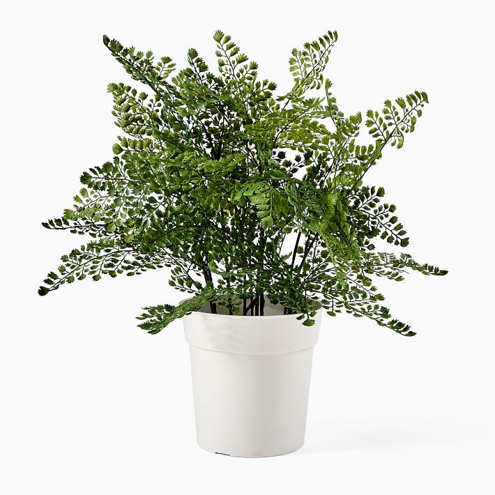 Faux Potted Maidenhair Fern Plant | West Elm (US)