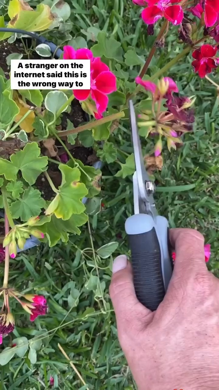 Gardening, Gardening Tips, Gardening Tools, Pruning Shears, Amazon Home, Amazon Finds 

#LTKFindsUnder50 #LTKSeasonal #LTKHome