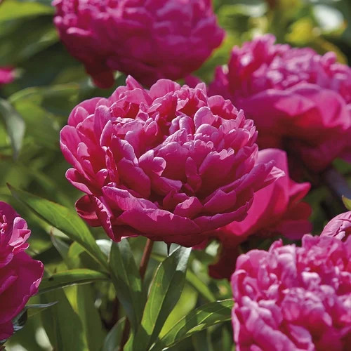 Van Zyverden Peonies - Karl Rosenfield- Set of 3 Roots | Walmart (US)