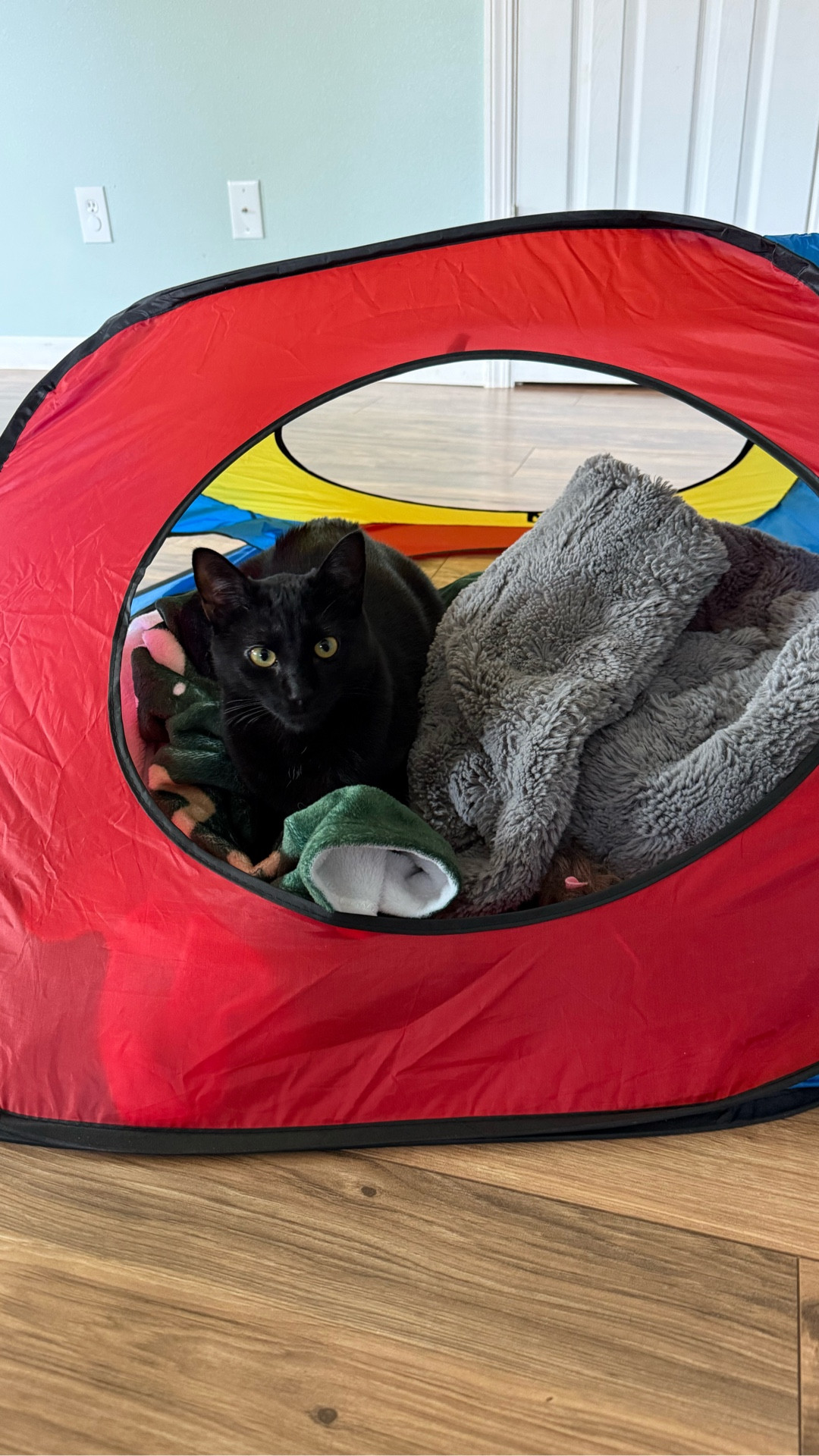Bought this pop-up tent for the boys…
and apparently the cat 😂
Linking the exact one we have.


#LTKKids #LTKmomlife #LTKdayinmylife