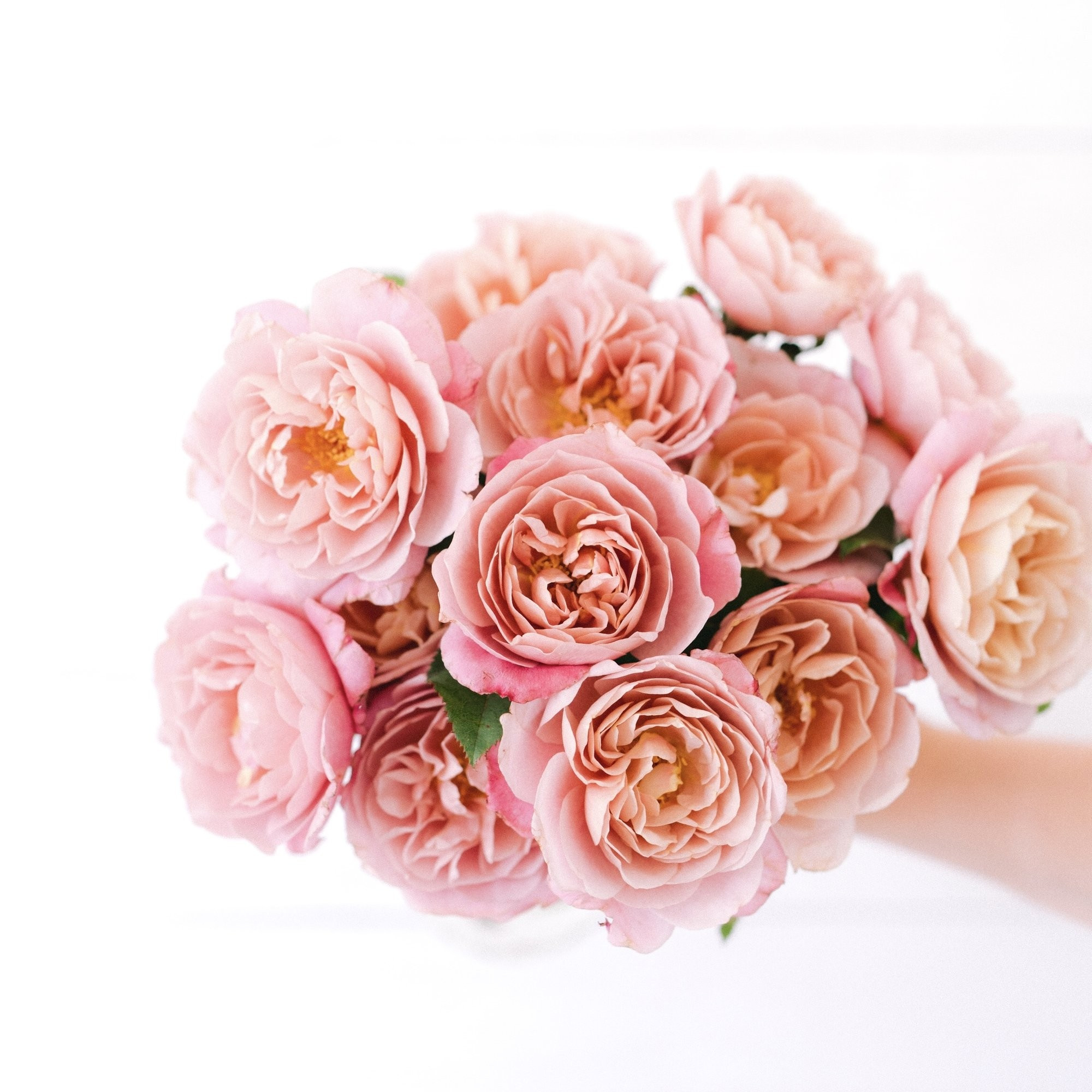 Distant Drums By The Dozen | Grace Rose Farm