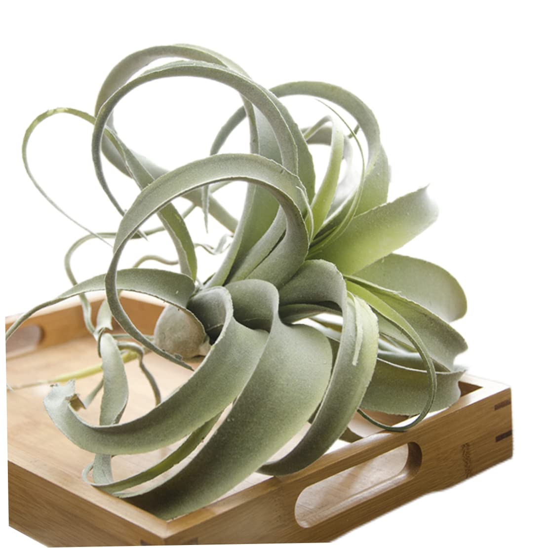 Artificial Air Plants,Cilected Tillandsia Air Plants Flocking Fake Bromeliads Artificial Plant Ha... | Amazon (US)