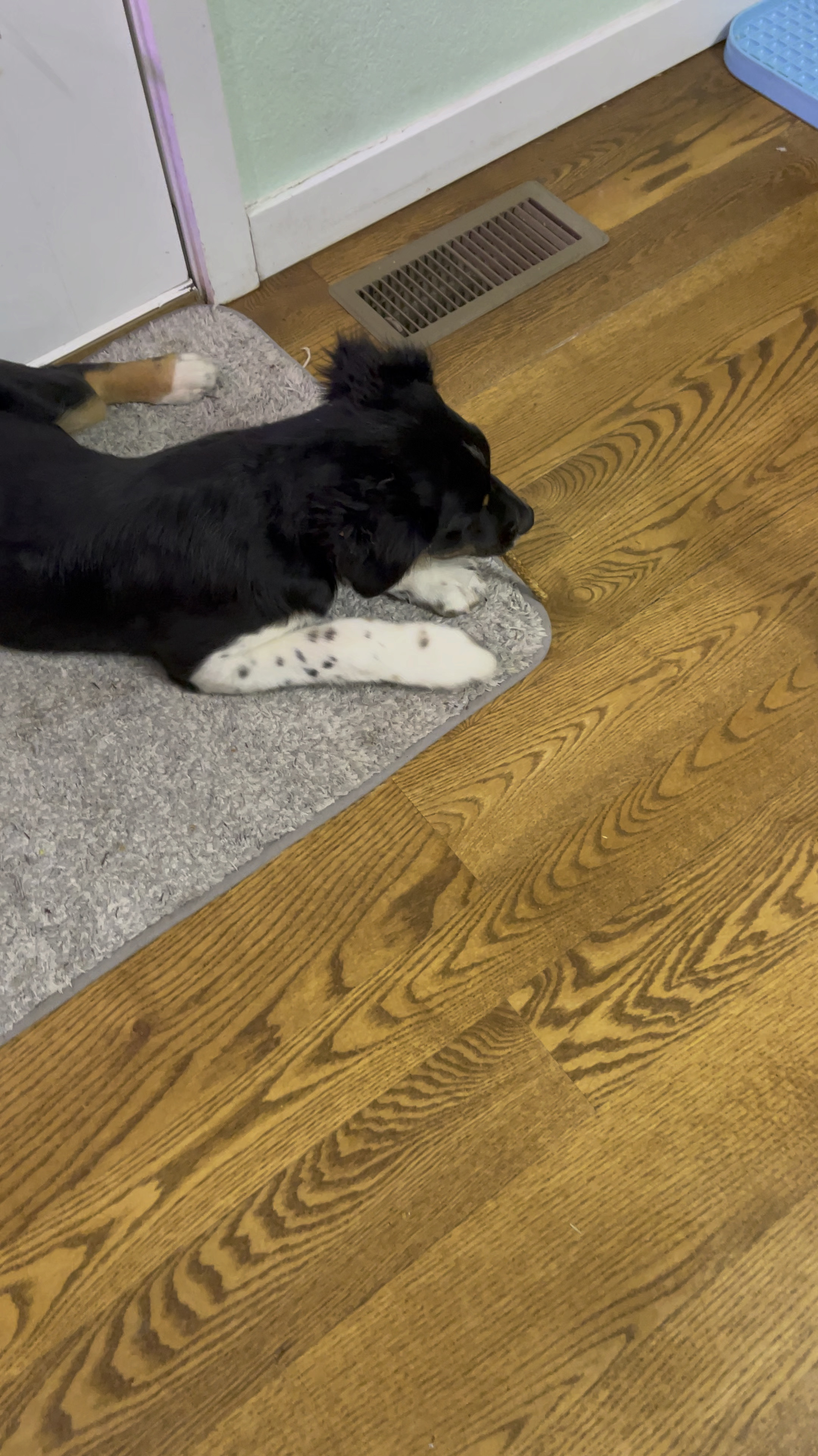 Canine Chews Munchie Sticks are the pups favorite treat!

** make sure to click FOLLOW ⬆️⬆️⬆️ so you never miss a post ❤️❤️

📱➡️ simplylauradee.com

puppy | puppy gram | dog | pet supplies | dog life | dog toys | dog treats | dog bowl | dog bed | australian shepherd

#LTKfamily #LTKhome #LTKkids