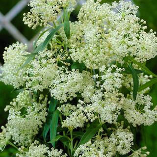 Support The Monarchs White Asclepias Ice Ballet Roots (3-Pack) | The Home Depot