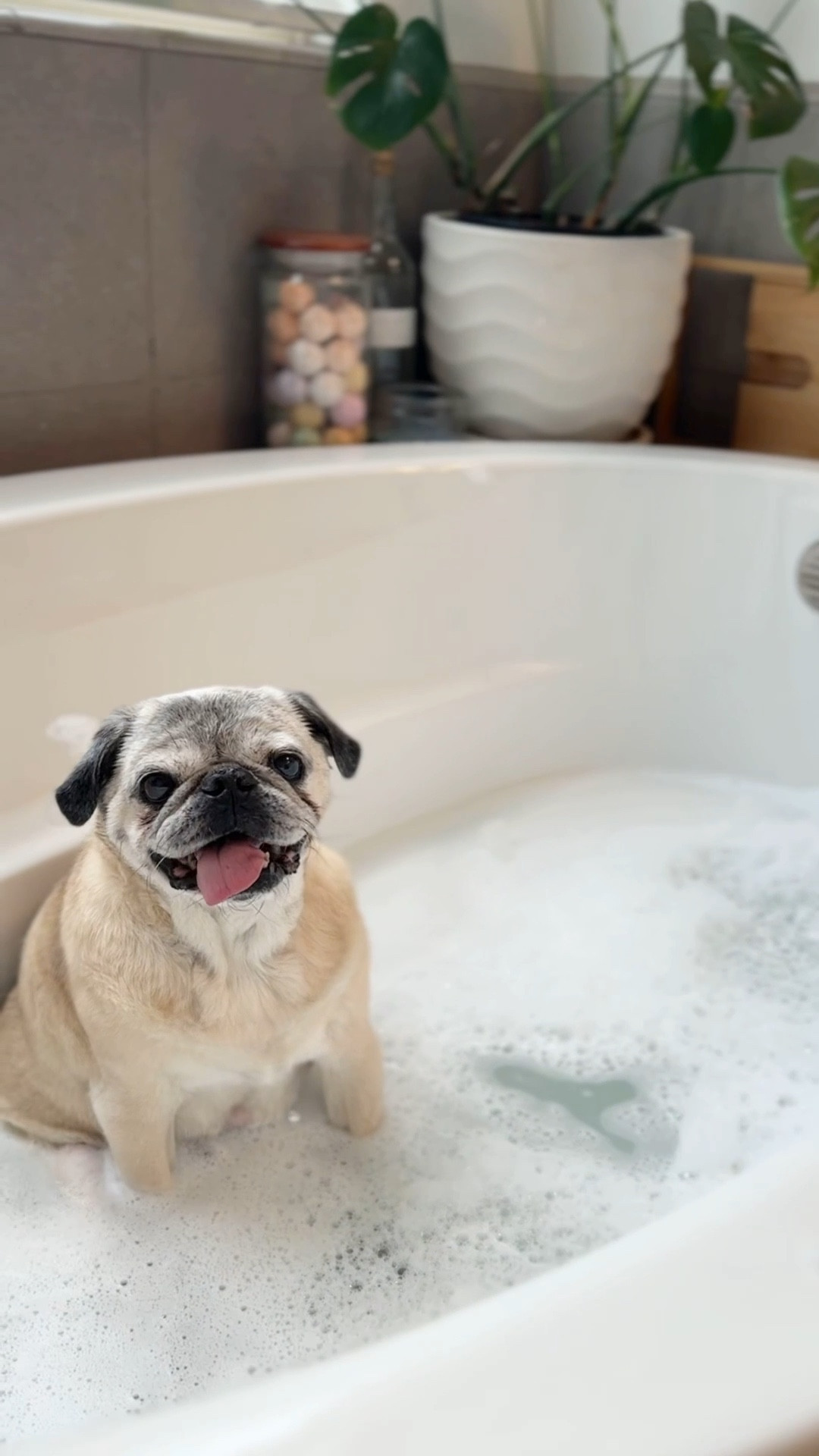 This is your sign to give your elderly dog a bubble bath! 🛀 Our Max is 15! 🥰

We just fill up the bathtub halfway, (or sometimes up to above his hips when he standing) with warm water,  epsom salt, and his dog shampoo! The water alone relieves so much weight and pressure off of his hips. Plus, I can give him a deep cleaning - sometimes I get in with him! We finish by giving him a cool rinse off afterwards.

Just remember to brush your dog first! 🤙🏼

#LTKWatchNow #LTKPets #LTKFamily
